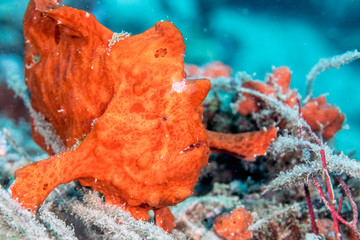 Wall Mural - Strikingly bright orange frogfish taken while scuba diving in tropical Indonesia