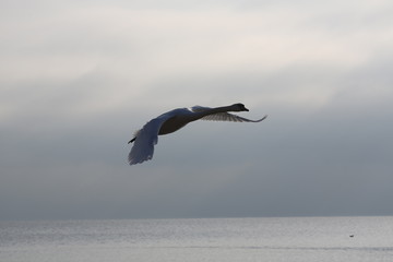 fotografias de aves varias 