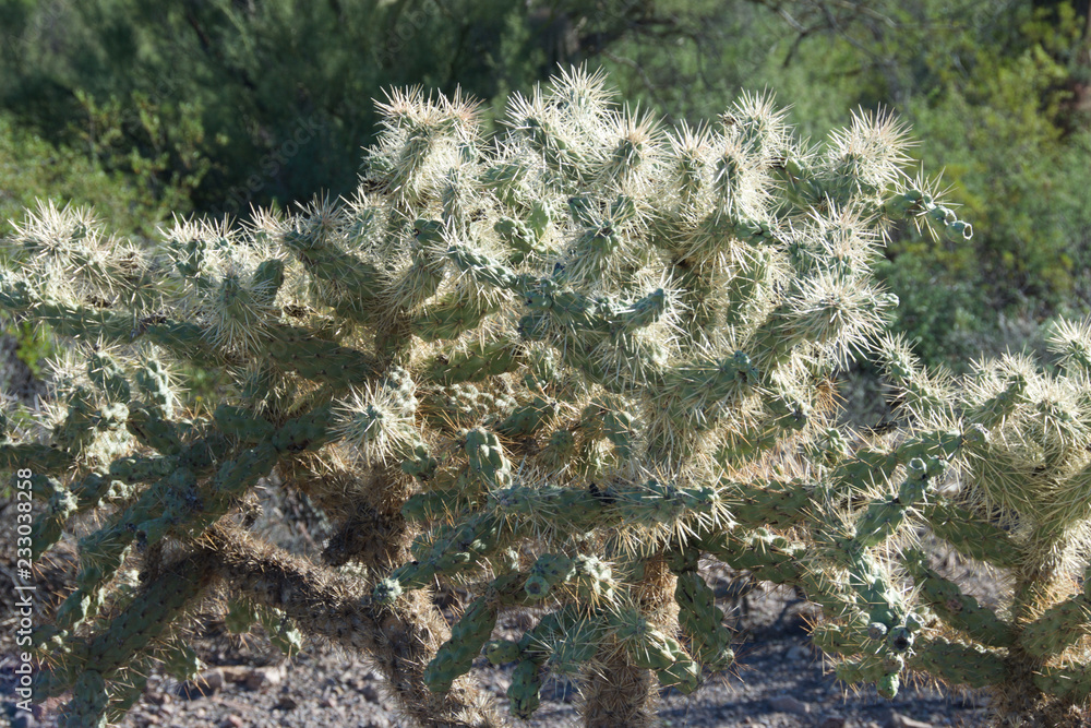 Photo Art Print Cholla Cactus Opuntia Europosters