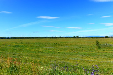 Wall Mural - A sappy summer landscape of the steppe Khakassia with amazing forms of clouds in the blue sky. Background for copy space for text or product