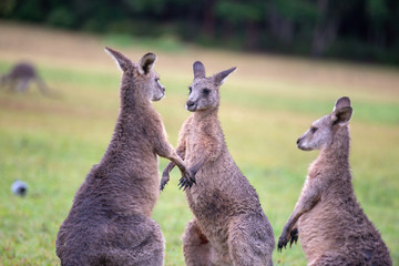 eastern grey cangaroo
