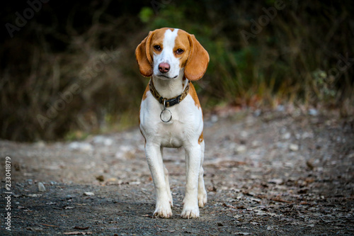 Chien De Chasse Beagle Buy This Stock Photo And Explore