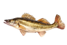 Raw Fresh Zander Or Pike Perch Fish, Isolated On A White Background. Close-up.