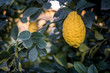 Big Citron lemon on branch of hyrid lemon tree.