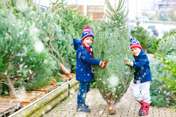 Wall Mural - two little kid boys buying christmas tree in outdoor shop