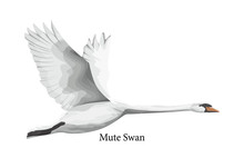 Mute Swan White Water Bird In Wildlife.