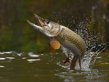 Northern Pike Fish Jumping Out Of Lake Or River With Splashes 3d Render
