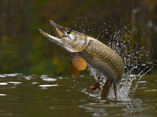 northern pike fish jumping out of lake or river with splashes 3d render