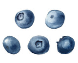 Fototapeta  - Realistic watercolor illustration of blueberries. Hand-drawn illustration.