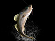 Cathing of cod fish in black background with splashes hooked by slow jigging inchiku bait 3d render