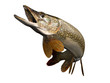 Perfect pose for common pike fish up in air clean 3d render