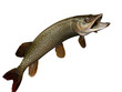Freshwater pike fish pointing upwards 3d render image