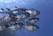 Close up shot of tunas school underwater 3d render