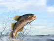 Cod fish catched in the air between waves and splashes beatiful colors 3d render