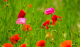 Fototapeta Maki - field of poppies
