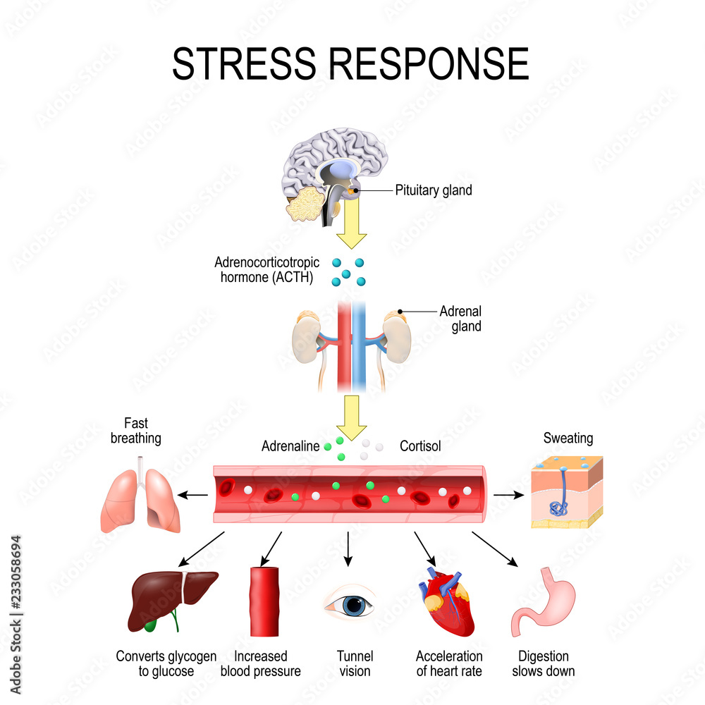 Activation of the stress system Stock Vector | Adobe Stock