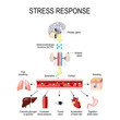 Activation of the stress system