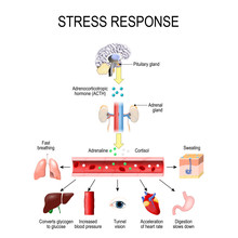 Activation Of The Stress System