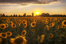The Sunflower (Helianthus Annuus) Is A Species Of The Genus Of Sunflowers (Helianthus) In The Daisy Family (Asteraceae). Here During A Countryside Reception Concept: Flowers And Plants