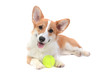 Pembroke welsh corgi with a ball isolated white background