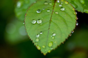 Rose leaves with dew drops in close up