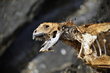 Skeleton Of A Galapagos Marine Iguana 