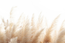 Abstract Natural Background Of Soft Plants (Cortaderia Selloana) Moving In The Wind. Bright And Clear Scene Of Plants Similar To Feather Dusters.