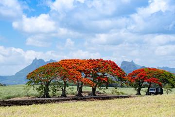 Flame tree from Mauritius with Pieter Both mountain in the background