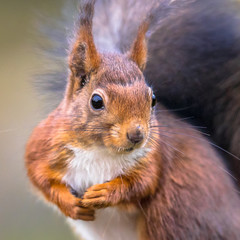 Canvas Print - Red squirrel portrait