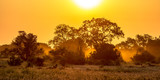 Fototapeta Sawanna - Orange morning light on S100 Kruger
