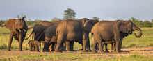 African Elephants Group
