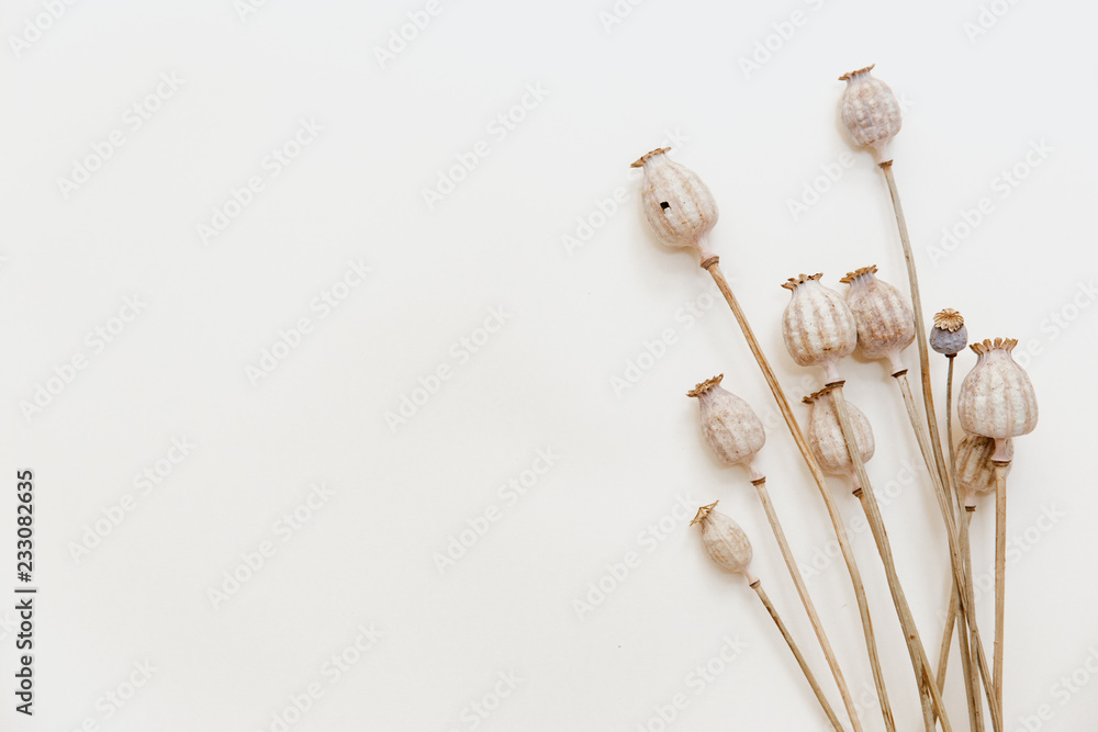 dried poppy heads isolated on white background - poppy stems - obrazy, fototapety, plakaty 