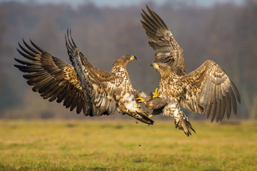 Wall Mural - The White-tailed Eagles, Haliaeetus albicilla are fighting in autumn color environment of wildlife. Also known as the Ern, Erne, Gray Eagle, Eurasian Sea Eagle. They threaten with its claws. ..