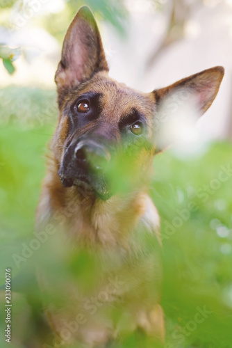 Fotografía The portrait of an interested short-haired German Shepherd dog posing outdoors i