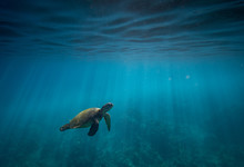Hawaiian Green Sea Turtle Surfacing To Breathe