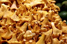 Background Of Chanterelles Mushrooms Are Fruity And Peppery