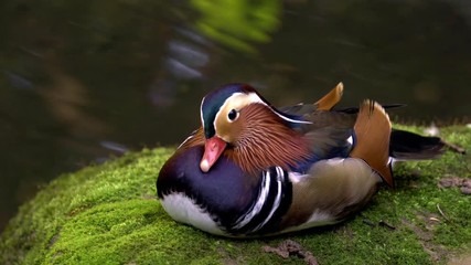 Poster - mandarin duck resting on mossy rock