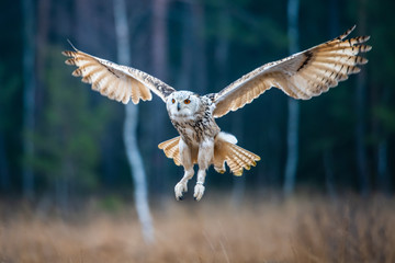 Wall Mural - Eagle owl flying in the forest. Huge owl with open wings in habitat with trees. Beautiful bird with orange eyes.