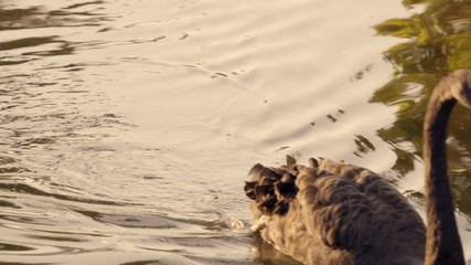 Poster - black swan swimming on the lake 