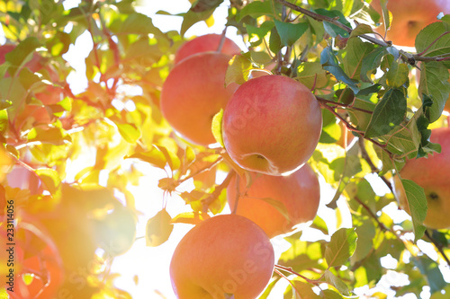 Fotomural Sun's rays shine through leaves on ripe apples in orchard