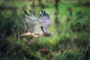 Fototapete - Red Tail Hawk