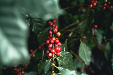 Poster - red cherry coffee beans Arabica In nature