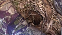 Bird Wren Turns Eggs In Nest