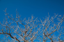 Enchanted Tree Branches With Blue Sky Background