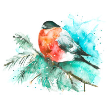 Watercolor Bird, Bullfinch On A Spruce Branch. The Bird Is Red. Watercolor Card, Card, Logo. On A White Background. Christmas And New Year's Card, Bullfinch Bird. 