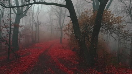 Poster - Fairy tale forest during foggy autumn morning. Red leaves. Magical landscape