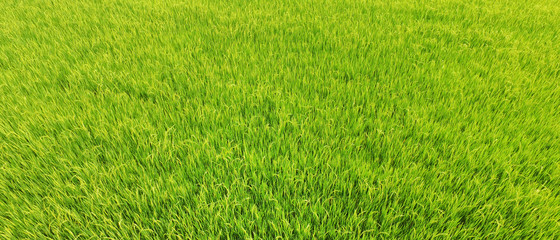 close up of ripening rice in a paddy field