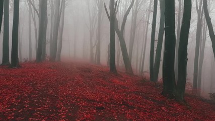 Poster - Walk on trail in foggy forest. Red leaveas on the ground and falling off the trees. Fantasy woods in autumn morning