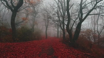 Poster - Walking on trail in foggy forest with red leaves on the ground. Fairy tale fantasy woods during a magical autumn morning