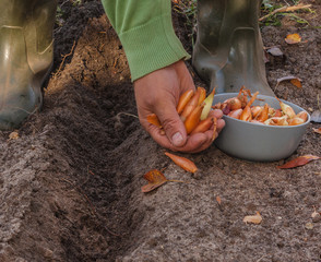 Autumn planting onions.